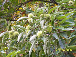 Chataigne Bouquet 2